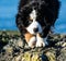 Bernese mountain dog puppy looking into the sunset on a pacific northwest beach