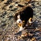 Bernese mountain dog puppy looking into the sunset on a pacific northwest beach