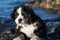 Bernese mountain dog puppy looking into the sunset on a pacific northwest beach