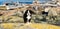 Bernese mountain dog puppy looking into the sunset on a pacific northwest beach