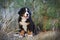 Bernese Mountain Dog puppy portrait