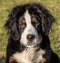 Bernese mountain dog puppy posing in a grassy field