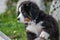 Bernese mountain dog puppy posing with paw on log