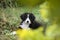 Bernese Mountain Dog puppy sitting in the grass with defocused foreground