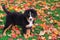 Bernese Mountain Dog puppy stands in Autumn leaves