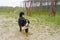 Bernese Mountain Dog running in the coastal dunes