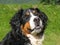Bernese mountain dog\'s muzzle