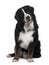 Bernese Mountain Dog, sitting with mouth open