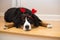 Bernese Mountain Dog Valentines hearts