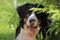 Bernese mountain dog watching behind leaves