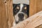 A Bernese mountain dog is watching behind a wood fence.