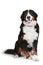 Bernese mountain dog on white background