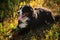 Bernese mountain dog in the yellow field