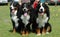 Bernese Mountain Dogs