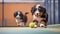 Bernese mountain dogs puppies playing with a ball on the tennis court