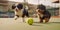 Bernese mountain dogs puppies playing with a ball on the tennis court