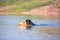 Bernese mountain rescue dog water work training