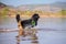 Bernese mountain rescue dog water work training