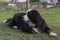 Bernese Mountaindog lying on the lawn