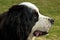 Bernese Mountaindog in profile