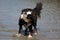 Bernese Mountaindog Shaking off Water