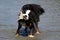 Bernese Mountaindog Shaking off Water