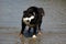 Bernese Mountaindog Shaking off Water