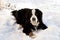 Bernese Mountaindog in the Snow