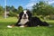 Bernese Mountaindog in a typical swedish yard.