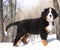 Bernese sennenhund puppy