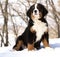 Bernese sennenhund puppy