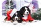 bernese sennenhund puppy in winter decor