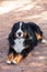 Bernese Shepherd in the nature, portrait