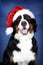 Bernese zennenhund as Santa Claus