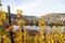 Bernkastel-Kues and the river Moselle in autumn with multi colored vineyard in the foreground