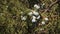 The berries of alligator juniper scientifically known as Juniperus deppeana