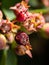 Berries Amelanchier in the garden