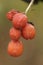 Berries in autumn of Brionia dioica or white walnut toxic climbing plant