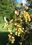 The berries of barberry (Berberis) in the park