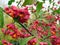 Berries of barberry close up