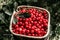 Berries in a basket on the lawn grass. Harvesting cherry berries in kindergarten