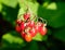 Berries of bittersweet nightshade