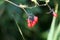 Berries of a bittersweet nightshade