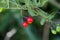 Berries of a bittersweet nightshade