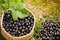 Berries black currant in the basket