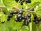 Berries of black currant on a branch of a bush in the garden