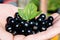 Berries are black, freshly picked currant and a sheet of currant lejat on a boat