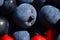 Berries of blueberries and cowberry berry background of bright colors of red and dark blue