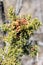 Berries on a branch of Juniperus monosperma (one-seed juniper).