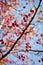 Berries branch on a tree. Autumn close-up image.